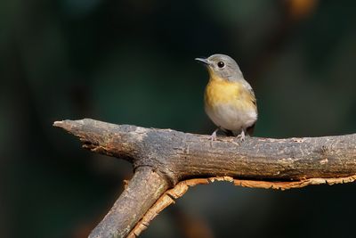 TICKELL'S BLUE FLYCATCHER - Cyornis tickelliae - TICKELLS NILTAVA - GOBEMOUCHE DE TICKELL