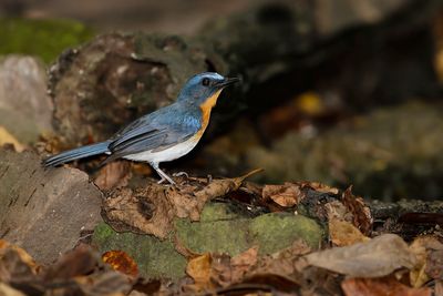 TICKELL'S BLUE FLYCATCHER - Cyornis tickelliae - TICKELLS NILTAVA - GOBEMOUCHE DE TICKELL