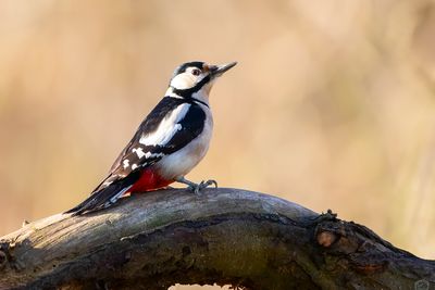 GROTE BONTE SPECHT - Dendrocopos major - GREAT SPOTTED WOODPECKER - PIC ÉPEICHE