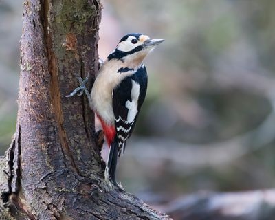 GROTE BONTE SPECHT - Dendrocopos major - GREAT SPOTTED WOODPECKER - PIC ÉPEICHE