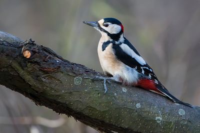 GROTE BONTE SPECHT - Dendrocopos major - GREAT SPOTTED WOODPECKER - PIC ÉPEICHE
