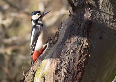 GROTE BONTE SPECHT - Dendrocopos major - GREAT SPOTTED WOODPECKER - PIC ÉPEICHE