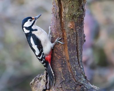GROTE BONTE SPECHT - Dendrocopos major - GREAT SPOTTED WOODPECKER - PIC ÉPEICHE