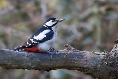 GROTE BONTE SPECHT - Dendrocopos major - GREAT SPOTTED WOODPECKER - PIC ÉPEICHE