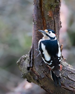 GROTE BONTE SPECHT - Dendrocopos major - GREAT SPOTTED WOODPECKER - PIC ÉPEICHE