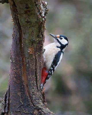 GROTE BONTE SPECHT - Dendrocopos major - GREAT SPOTTED WOODPECKER - PIC ÉPEICHE