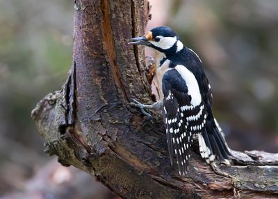 GROTE BONTE SPECHT - Dendrocopos major - GREAT SPOTTED WOODPECKER - PIC ÉPEICHE