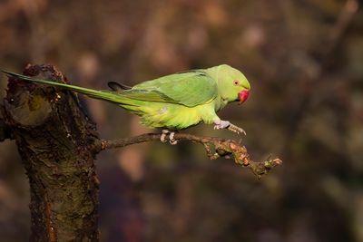 HALSBANDPARKIET - Psittacula krameri - ROSE-RINGED PARAKEET - PERRUCHE À COLLIER
