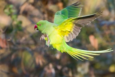 HALSBANDPARKIET - Psittacula krameri - ROSE-RINGED PARAKEET - PERRUCHE À COLLIER