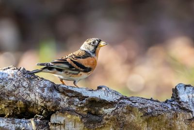 KEEP - Fringilla montifringilla - BRAMBLING - PINSON DU NORD.