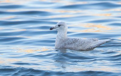 KLEINE BURGEMEESTER - Larus glaucoides - ICELAND GULL - GOÉLAND À AILES BLANCHES