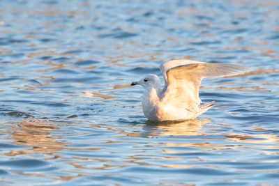 KLEINE BURGEMEESTER - Larus glaucoides - ICELAND GULL - GOÉLAND À AILES BLANCHES