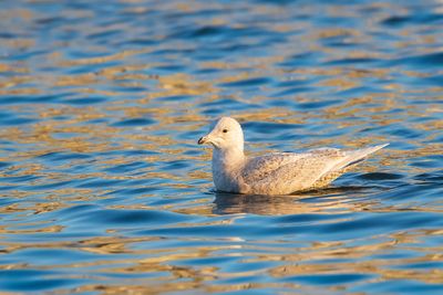 KLEINE BURGEMEESTER - Larus glaucoides - ICELAND GULL - GOÉLAND À AILES BLANCHES