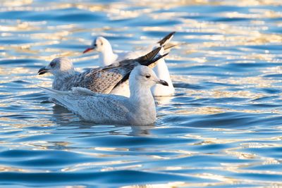 KLEINE BURGEMEESTER - Larus glaucoides - ICELAND GULL - GOÉLAND À AILES BLANCHES
