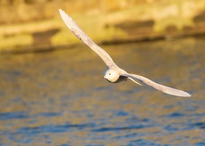 KLEINE BURGEMEESTER - Larus glaucoides - ICELAND GULL - GOÉLAND À AILES BLANCHES