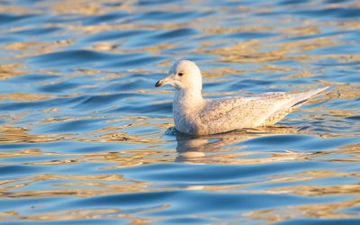 KLEINE BURGEMEESTER - Larus glaucoides - ICELAND GULL - GOÉLAND À AILES BLANCHES