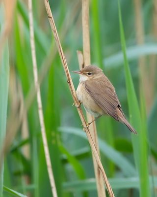 KLEINE KAREKIET - Acrocephalus scirpaceus - COMMON REED WARBLER -  ROUSSEROLLE EFFARVATTE