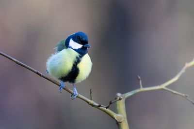 KOOLMEES - Parus major - GREAT TIT - MÉSANGE CHARBONNIÈRE