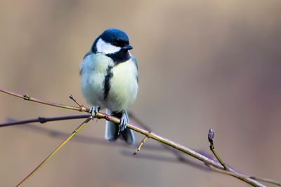 KOOLMEES - Parus major - GREAT TIT - MÉSANGE CHARBONNIÈRE
