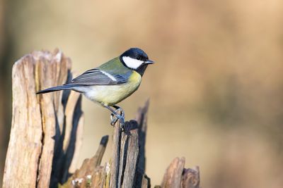 KOOLMEES - Parus major - GREAT TIT - MÉSANGE CHARBONNIÈRE