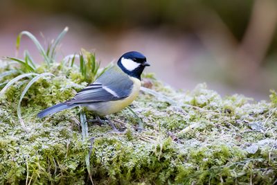 KOOLMEES - Parus major - GREAT TIT - MÉSANGE CHARBONNIÈRE
