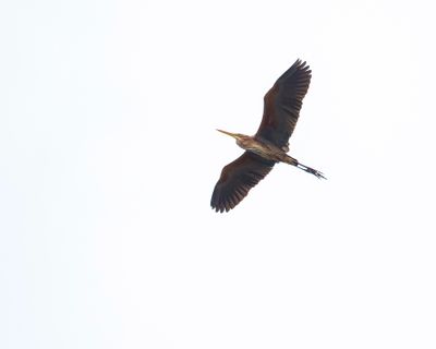 PURPLE HERON - Ardea pupurea -