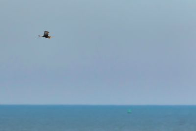 PURPLE HERON - Ardea pupurea -
