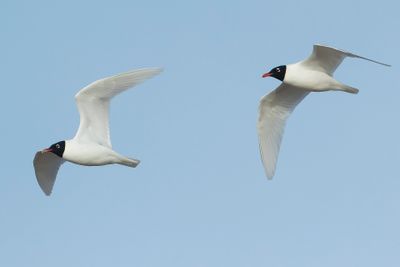 MEDITERRANEAN GULL - Ichthyaetus melanocephalus - 
