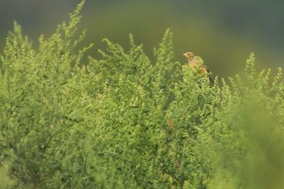 ORTOLAAN - Emberiza hortulana - ORTOLAN BUNTING