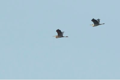 PURPERREIGER - Ardea purpurea - PURPLE HERON