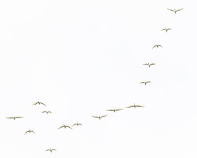 GROTE ZILVERREIGER - Ardea alba - GREAT WHITE EGRET