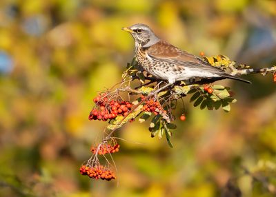 KRAMSVOGEL - Turdus pilaris - FIELDFARE