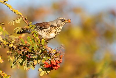 KRAMSVOGEL - Turdus pilaris - FIELDFARE