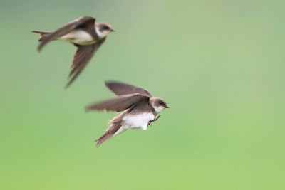 OEVERZWALUW - Riparia riparia - SAND MARTIN