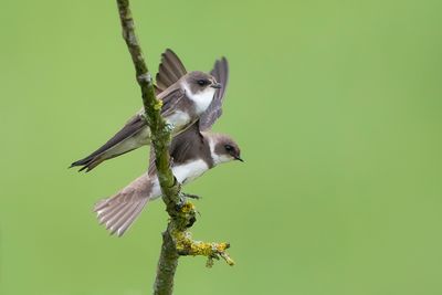 OEVERZWALUW - Riparia riparia - SAND MARTIN