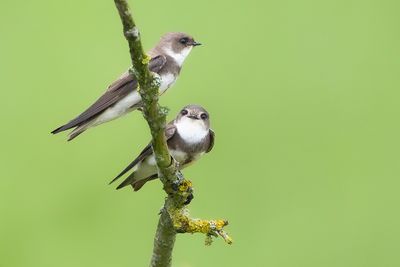 OEVERZWALUW - Riparia riparia - SAND MARTIN