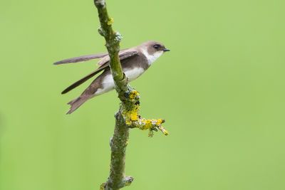OEVERZWALUW - Riparia riparia - SAND MARTIN