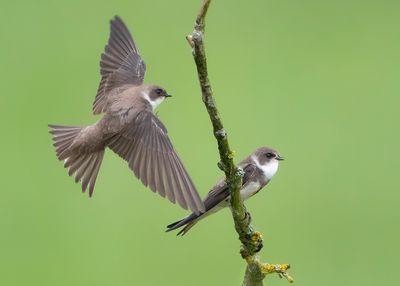 OEVERZWALUW - Riparia riparia - SAND MARTIN