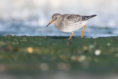 PAARSE STRANDLOPER - Calidris maritima - PURPLE SANDPIPER