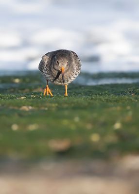 PAARSE STRANDLOPER - Calidris maritima - PURPLE SANDPIPER