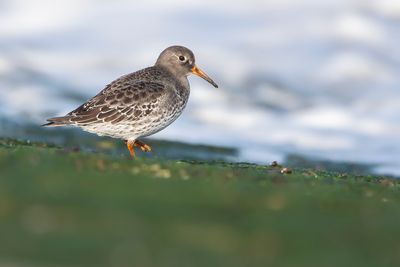 PAARSE STRANDLOPER - Calidris maritima - PURPLE SANDPIPER