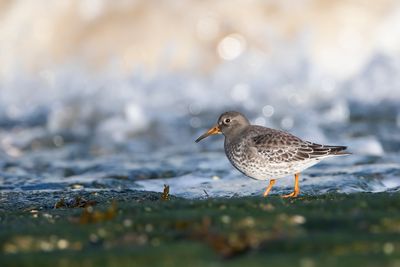 PAARSE STRANDLOPER - Calidris maritima - PURPLE SANDPIPER