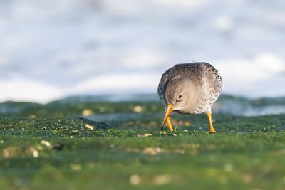 PAARSE STRANDLOPER - Calidris maritima - PURPLE SANDPIPER