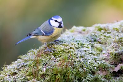 PIMPELMEES - Cyanistes caeruleus - EURASIAN BLUE TIT