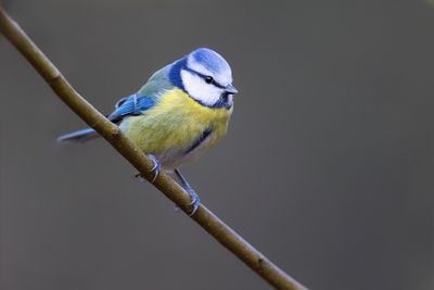 PIMPELMEES - Cyanistes caeruleus - EURASIAN BLUE TIT
