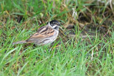 RIETGORS - Emberiza schoeniclus - COMMON REED BUNTING
