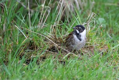 RIETGORS - Emberiza schoeniclus - COMMON REED BUNTING