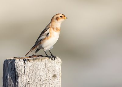 SNEEUWGORS - Plectrophenax nivalis - SNOW BUNTING
