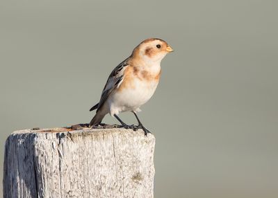 SNEEUWGORS - Plectrophenax nivalis - SNOW BUNTING