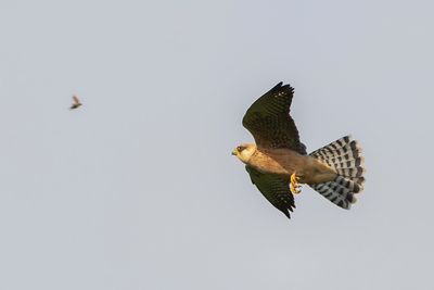 ROODPOOTVALK - Falco vespertinus - RED-FOOTED FALCON
